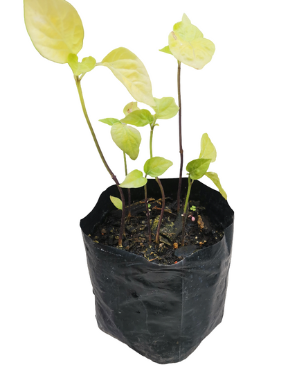 AJI VERDE