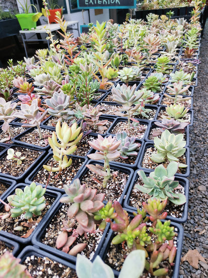 SUCULENTAS VARIEDADES