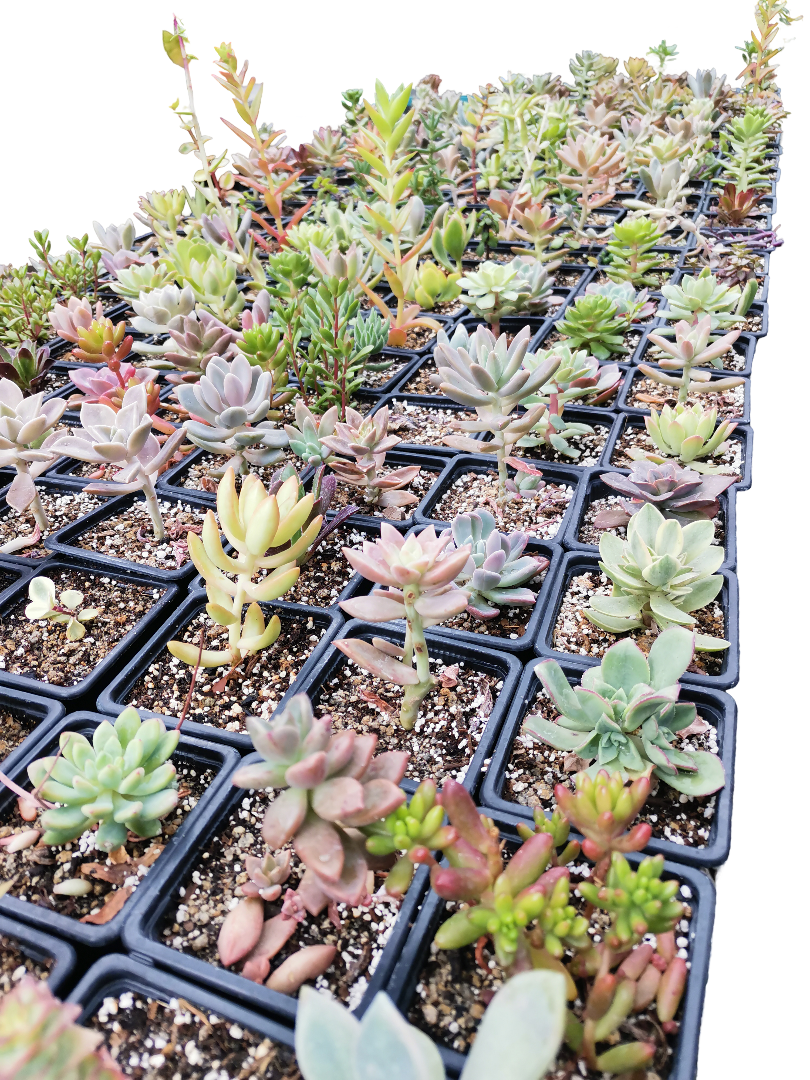 SUCULENTAS VARIEDADES