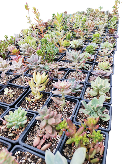 SUCULENTAS VARIEDADES