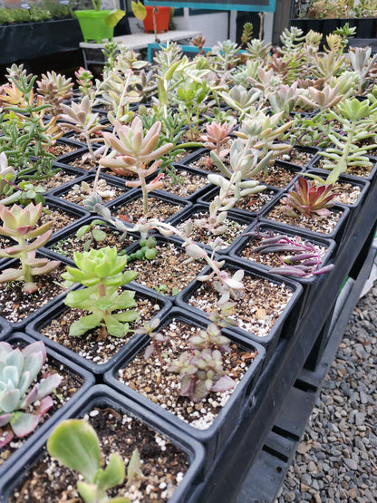 SUCULENTAS VARIEDADES