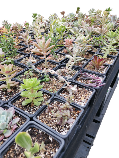 SUCULENTAS VARIEDADES