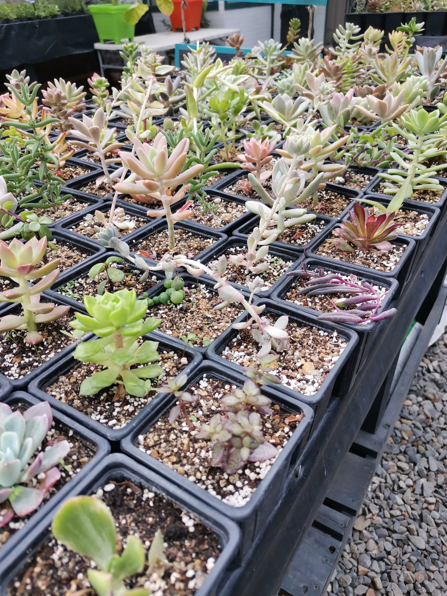 SUCULENTAS VARIEDADES