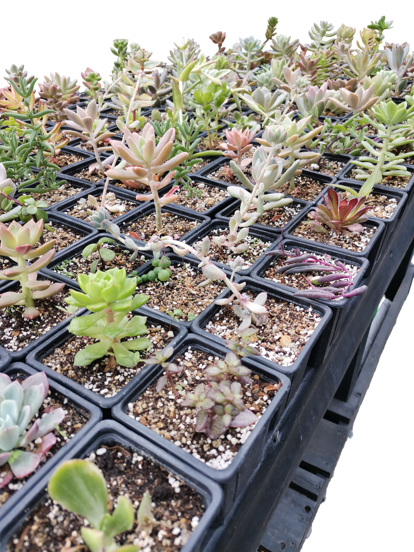 SUCULENTAS VARIEDADES