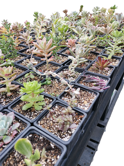 SUCULENTAS VARIEDADES