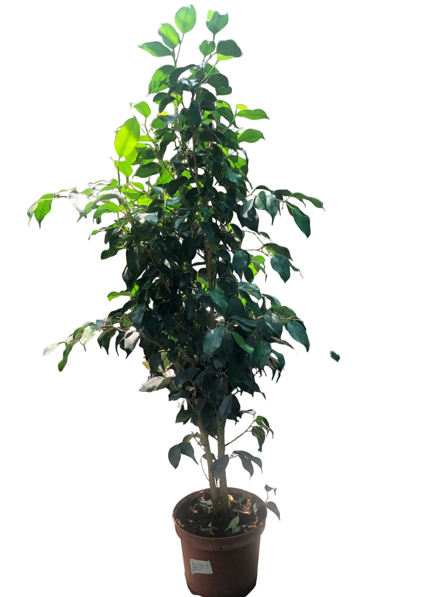 Ficus Benjamina M-21