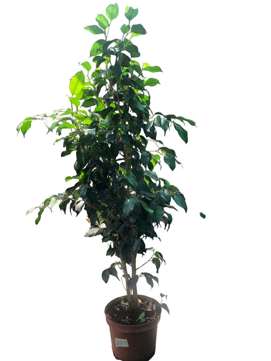 Ficus Benjamina M-21