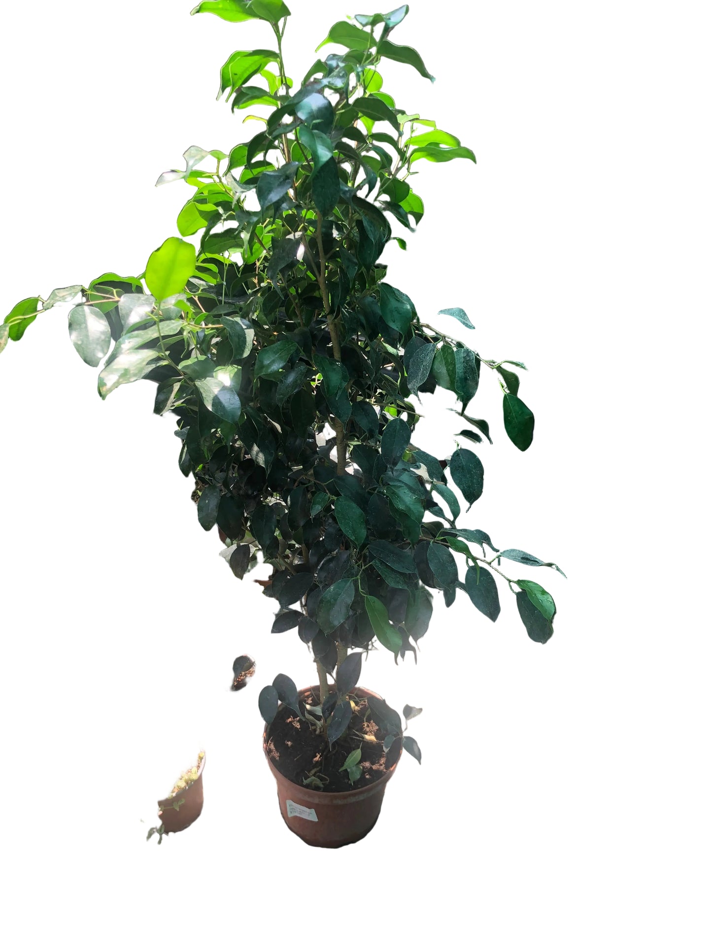 Ficus Benjamina M-21