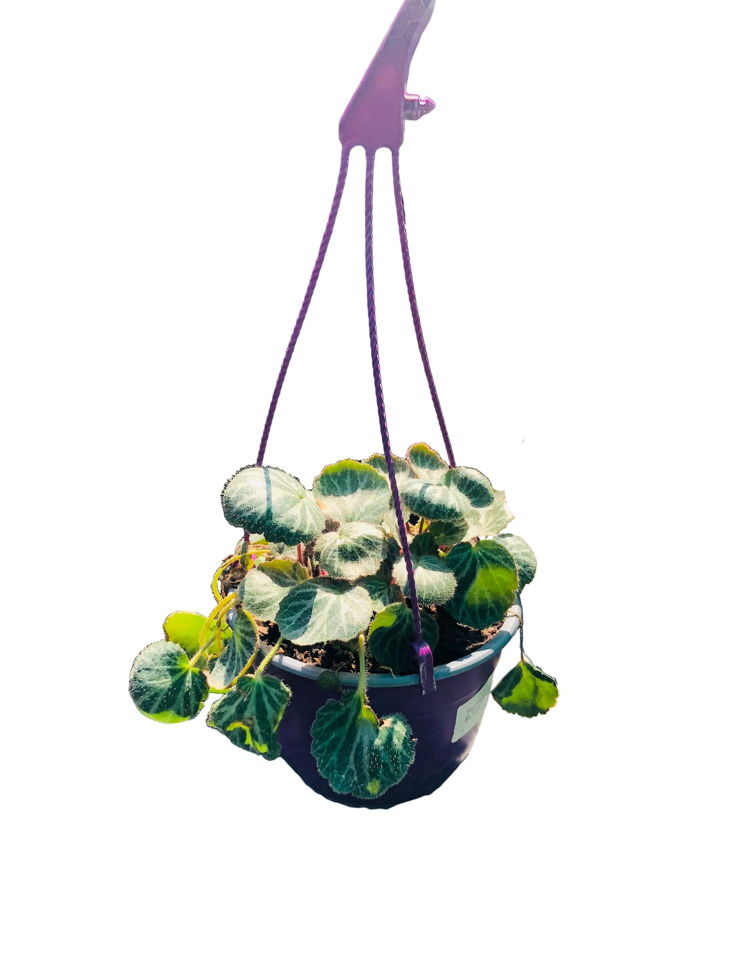 Saxifraga M-19