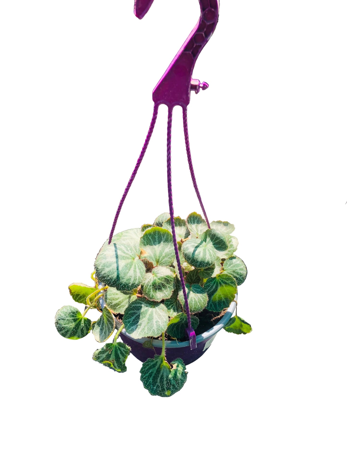 Saxifraga M-19