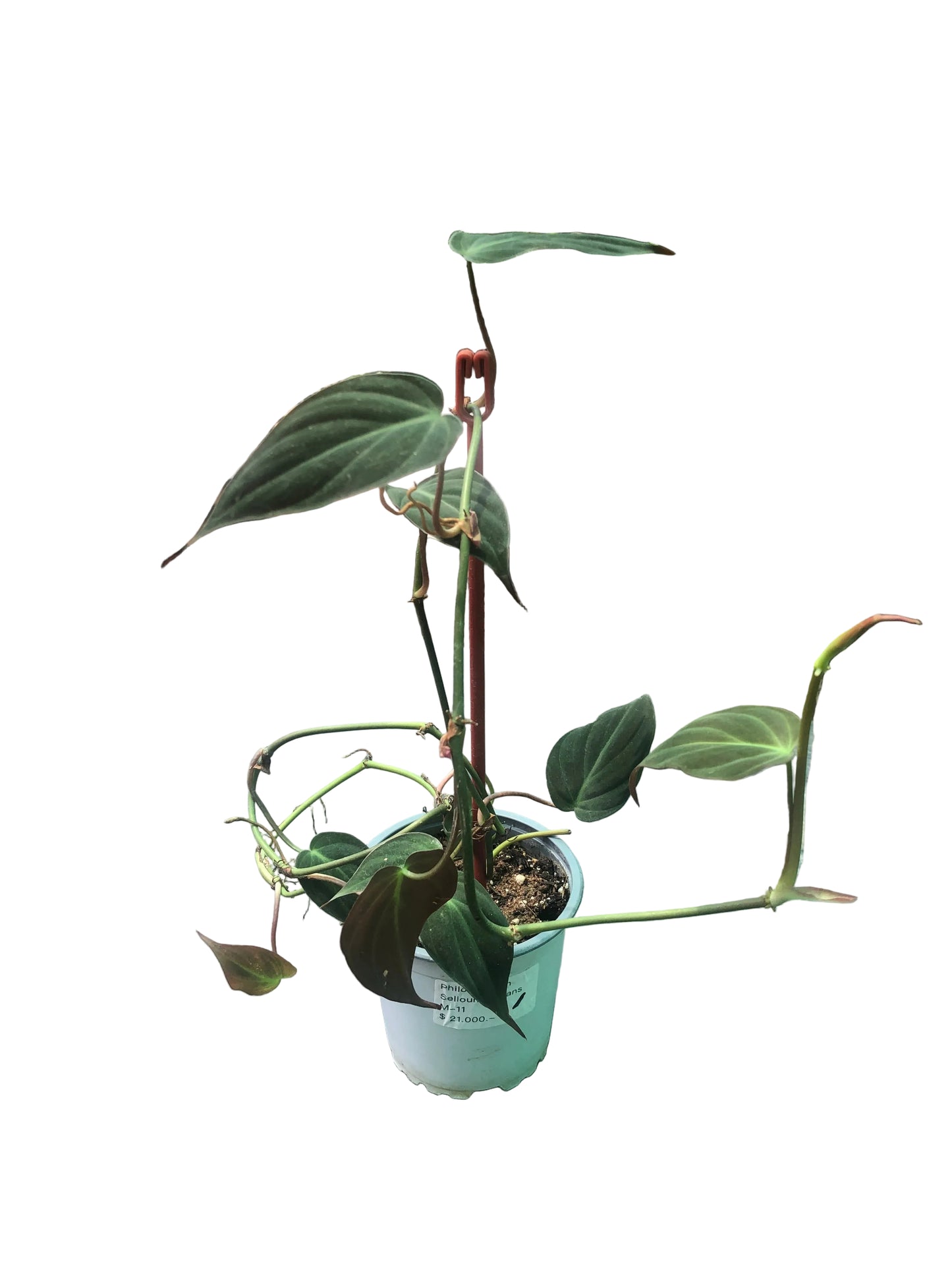 Filodendron Selloum Micans M-11