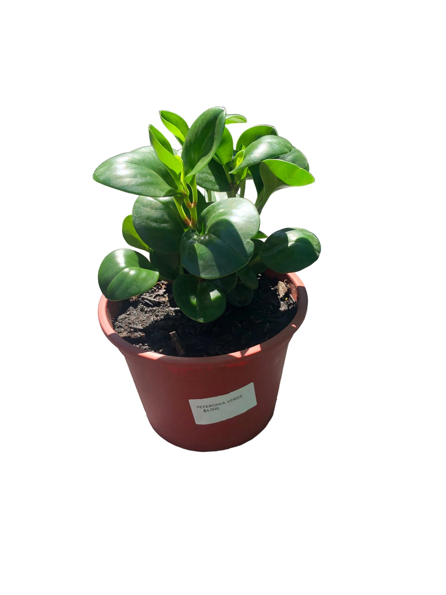 Peperomia Verde M-17