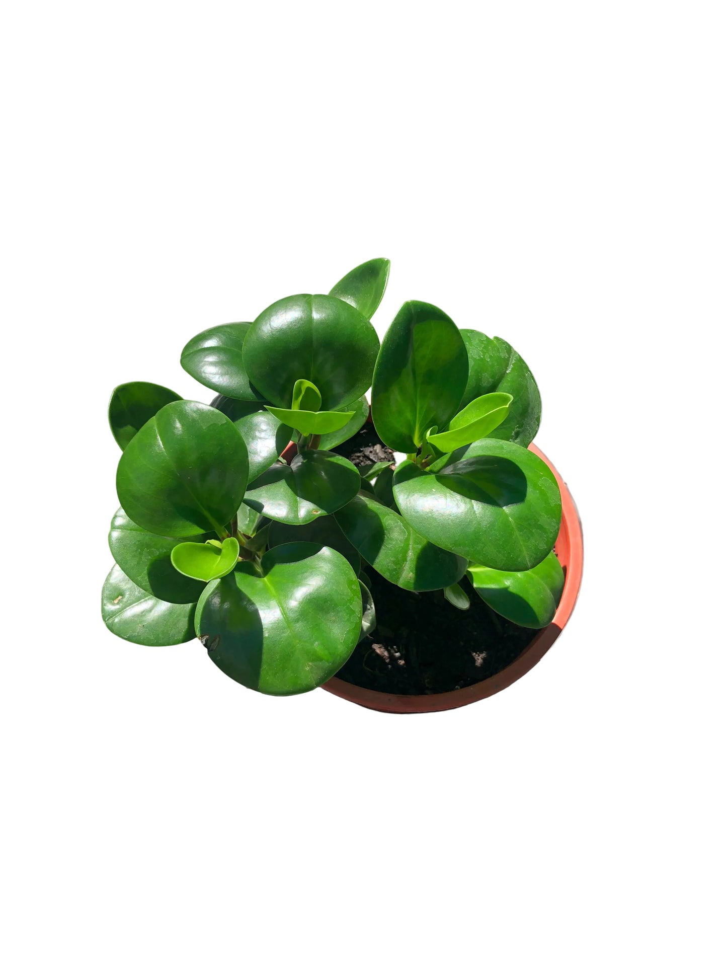 Peperomia Verde M-17