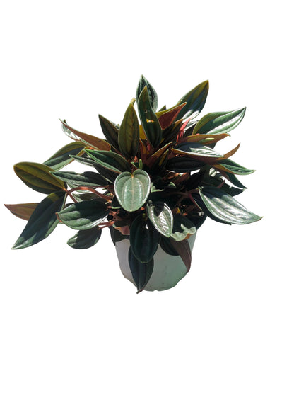 Peperomia Rosa M-13