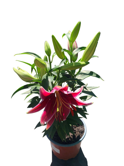 Lilium Trio M-17