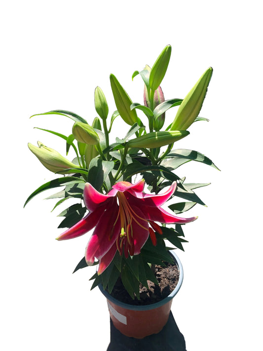 Lilium Trio M-17