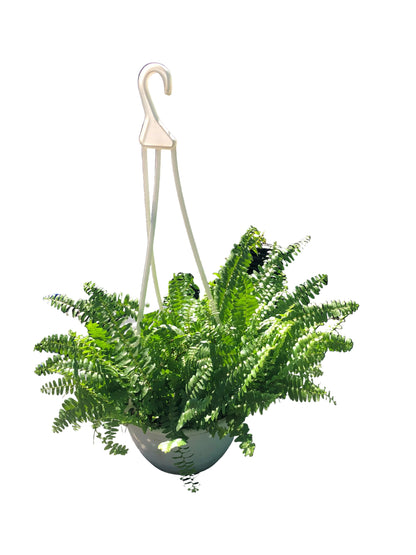 Helecho Colgante M-10