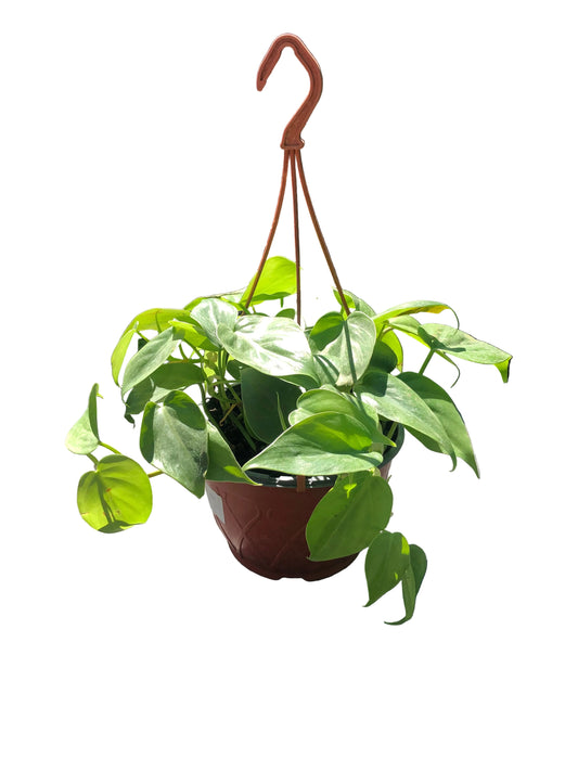 Filodendro Cardtun M-19