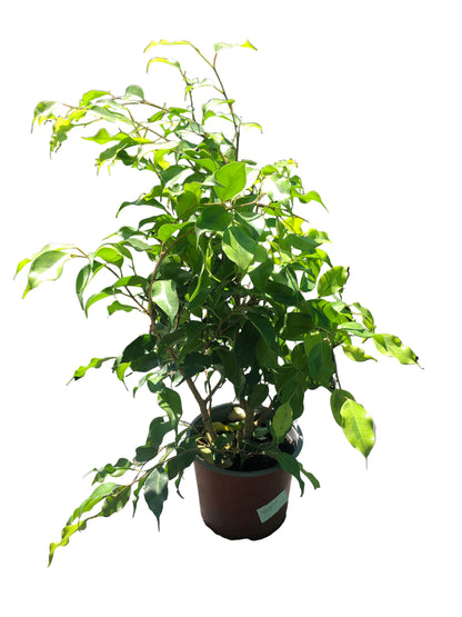 Ficus Golden M-17