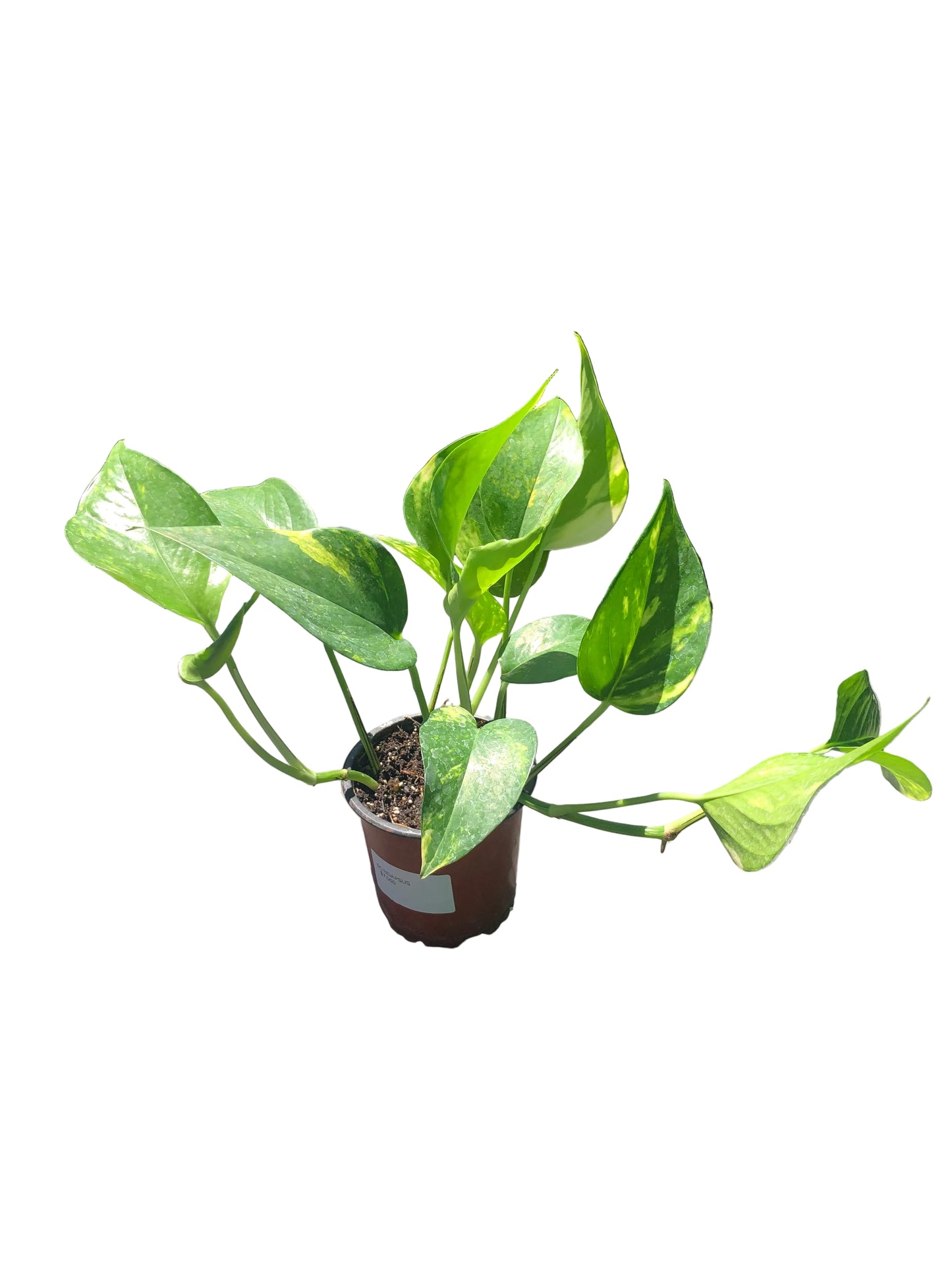 Scindapsus  M-11
