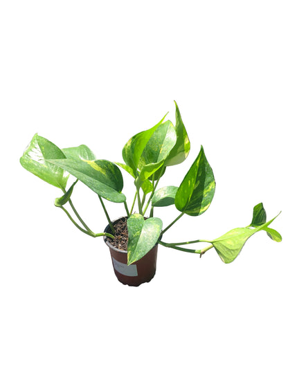Scindapsus  M-11
