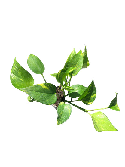 Scindapsus  M-11