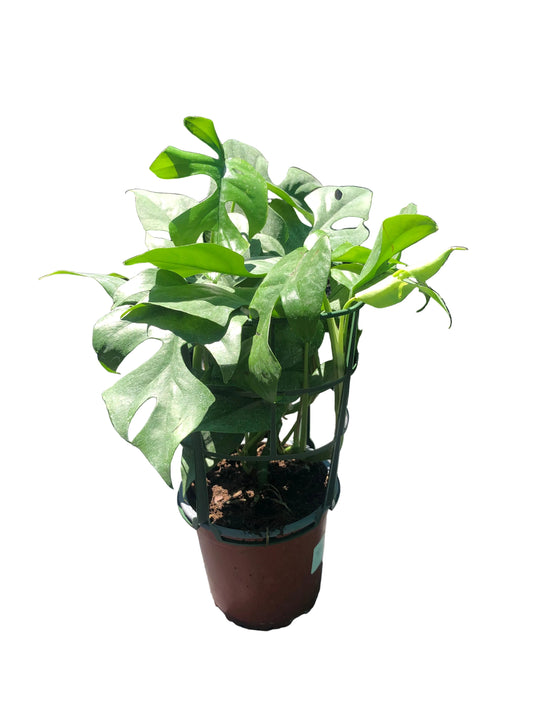 Monstera M-14