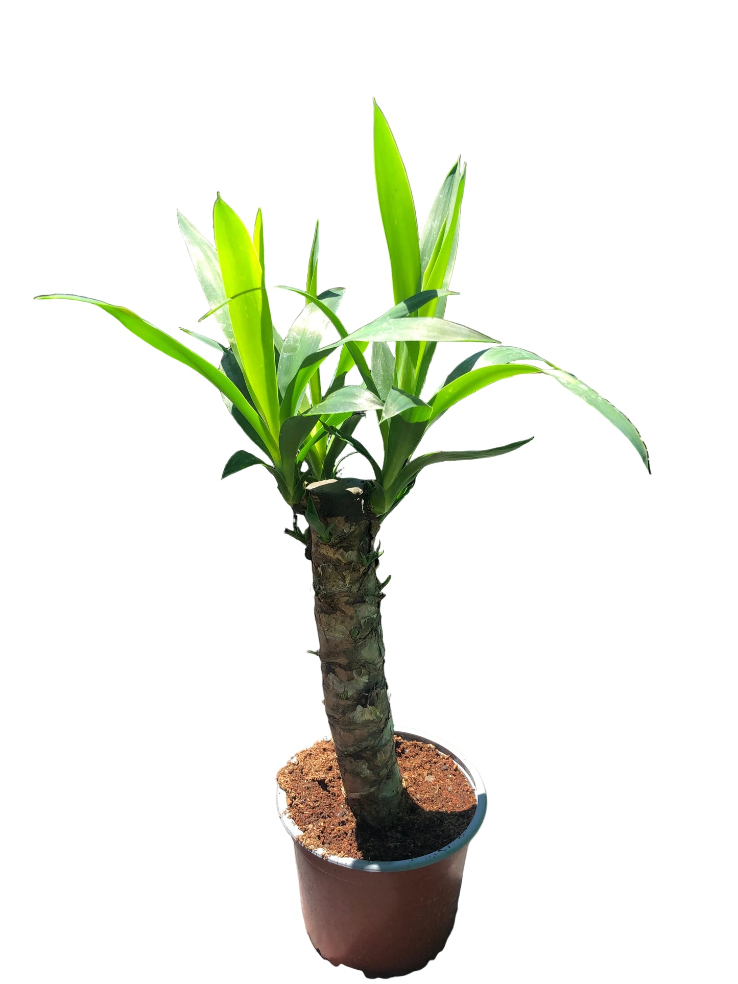Yuca M-15