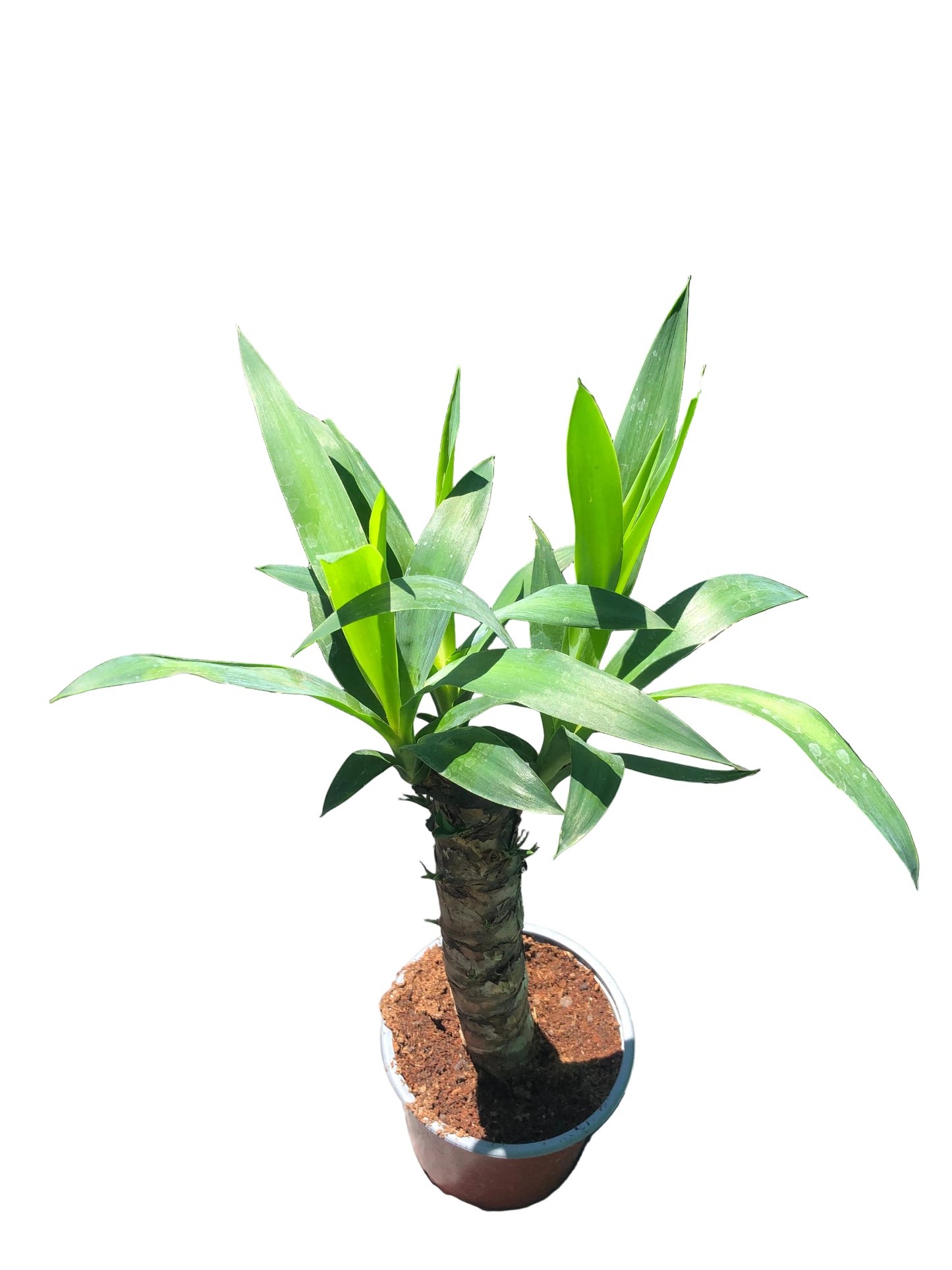 Yuca M-15