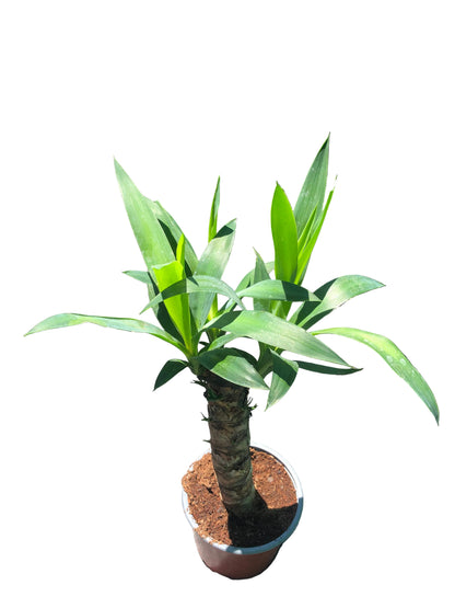 Yuca M-15