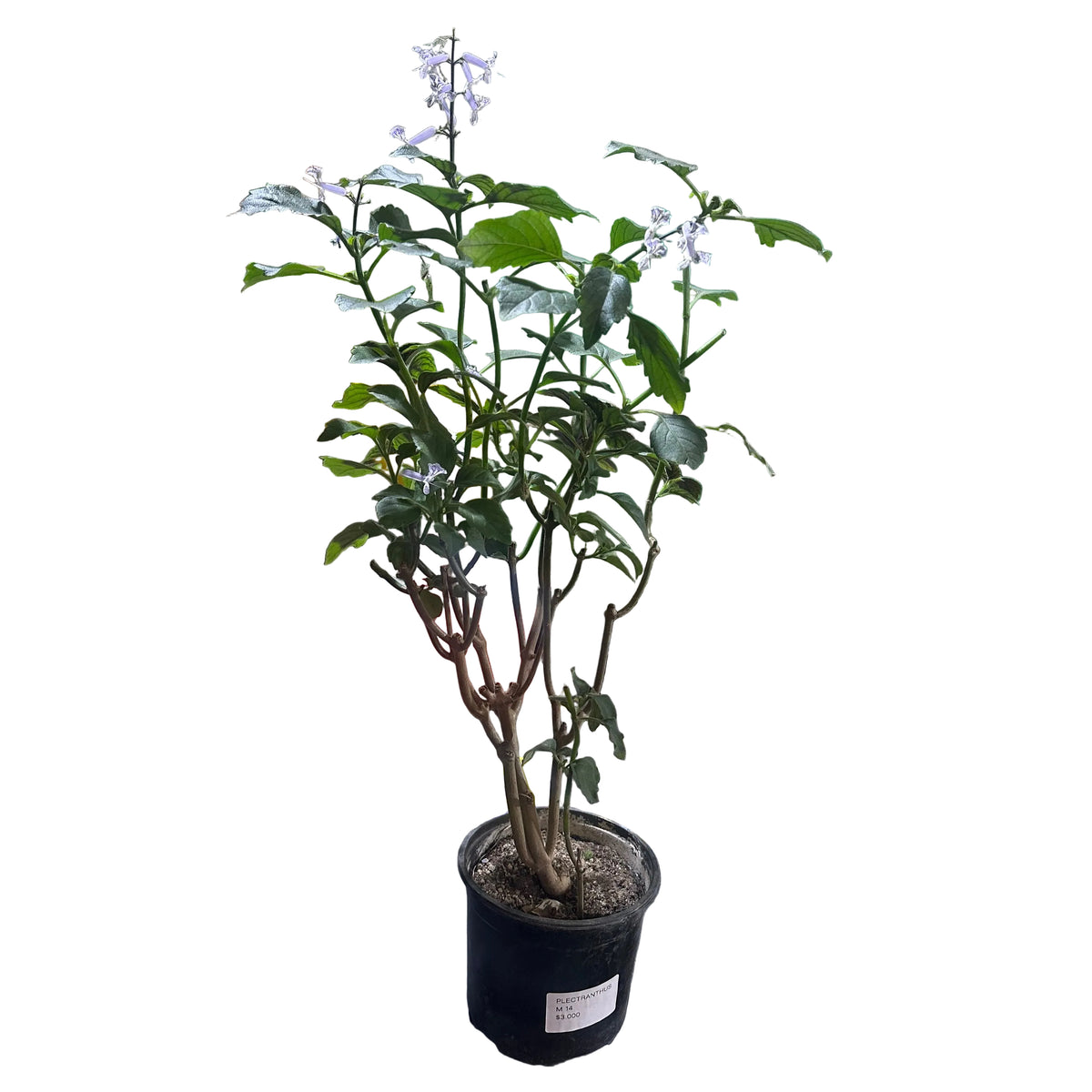 Plectranthus (Monalisa) M 14