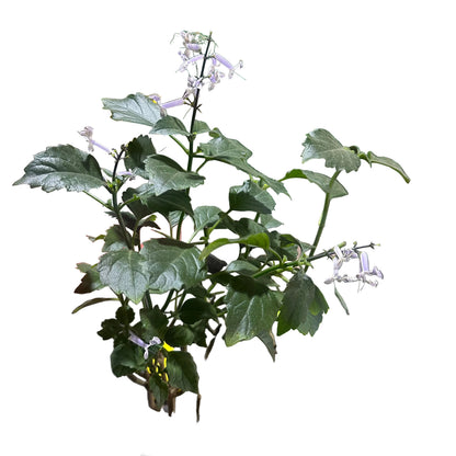 Plectranthus (Monalisa) M 14