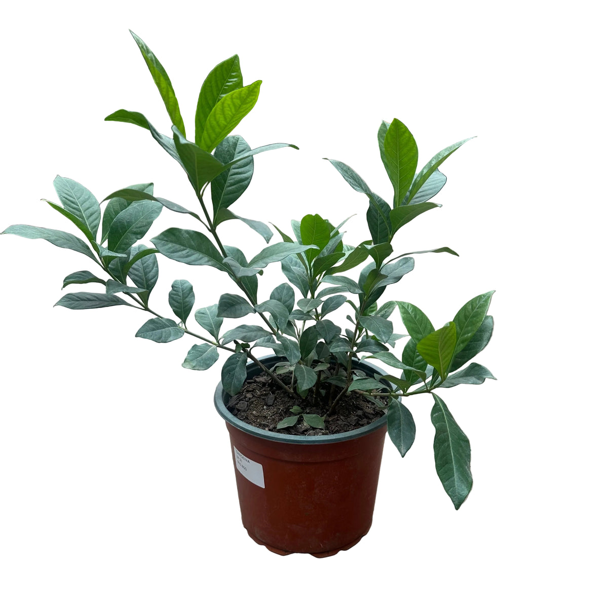 Gardenia M 21