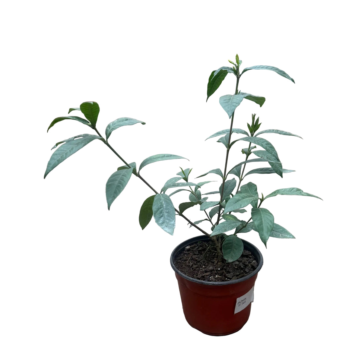 Gardenia M 14
