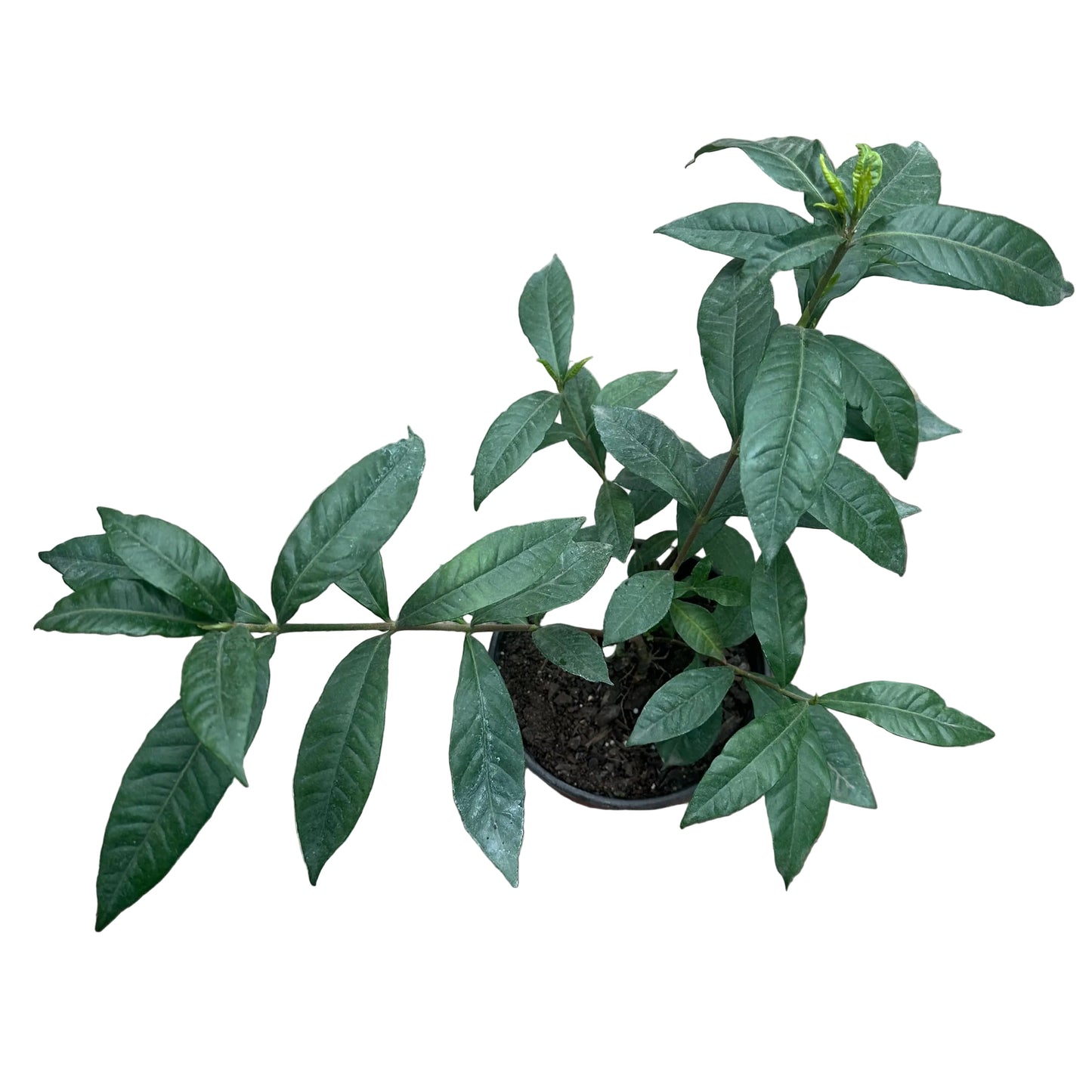 Gardenia M 14