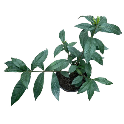 Gardenia M 14