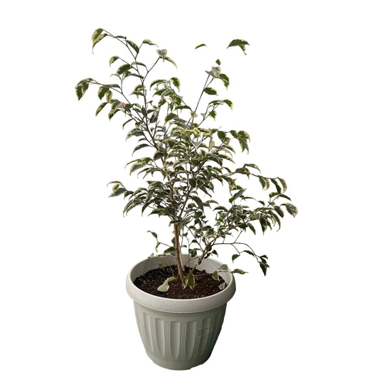 Ficus Samantha M 28
