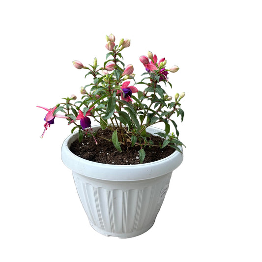 Fuchsia M 20