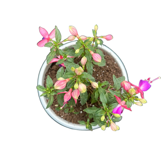 Fuchsia M 20