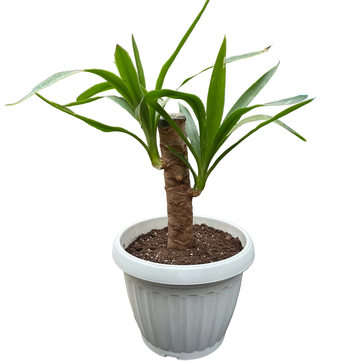 Yuca M 20