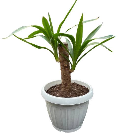 Yuca M 20