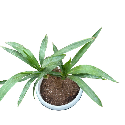 Yuca M 20
