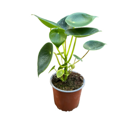 Peperomia Cucharita M 13