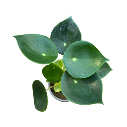 Peperomia Cucharita M 13