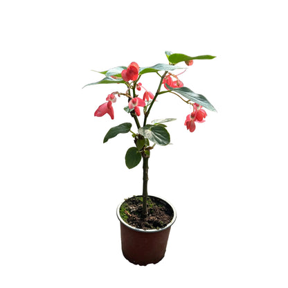 BEGONIA DRAGÓN N 14