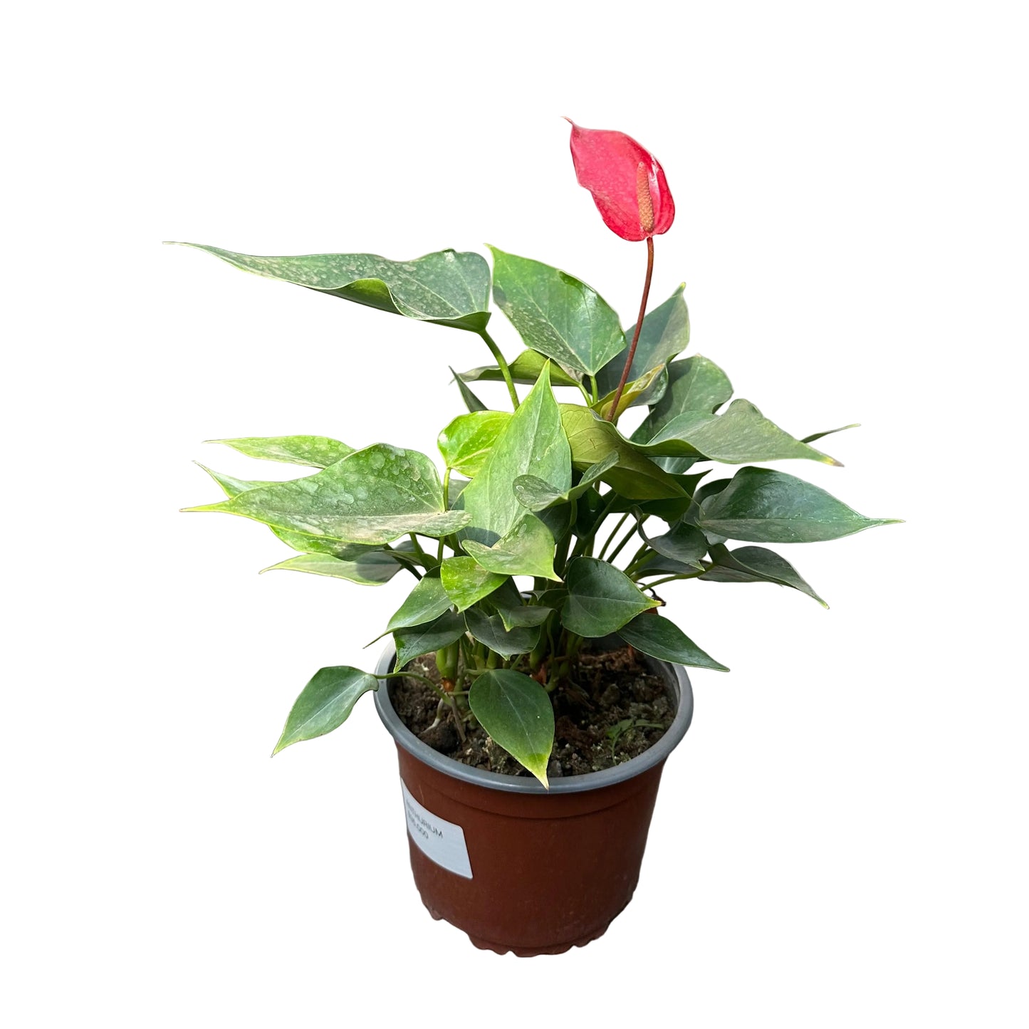 Anthurium M 15