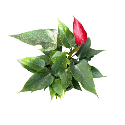 Anthurium M 15
