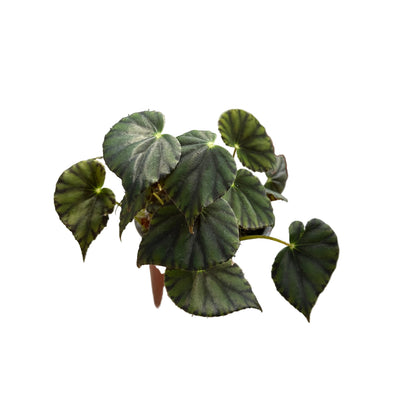 Begonia Bowerae M 13