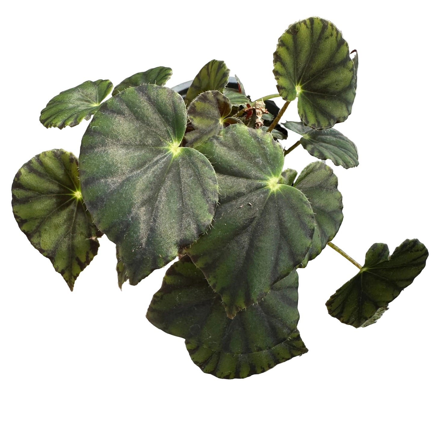 Begonia Bowerae M 13