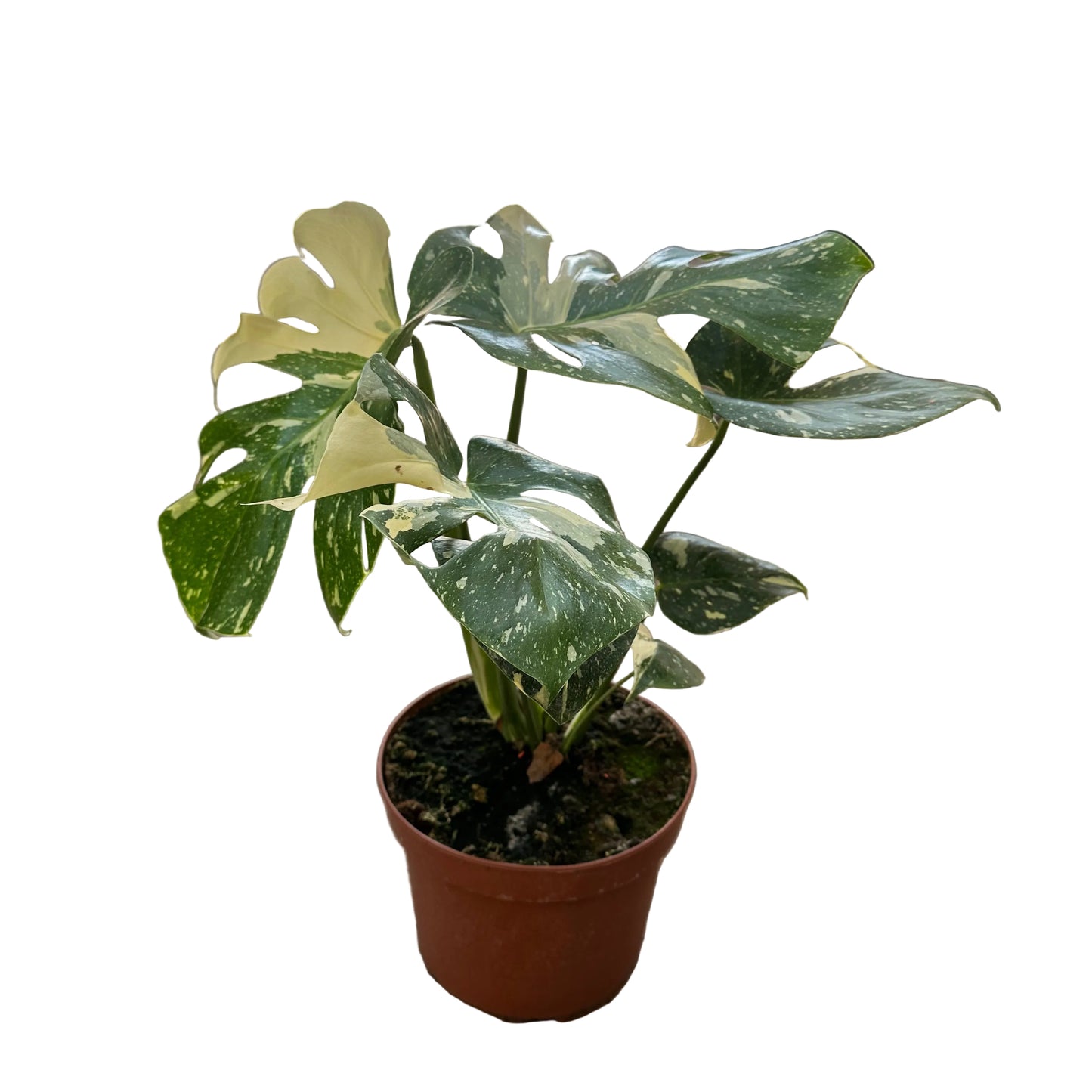 Monstera Thai Constellation M 21